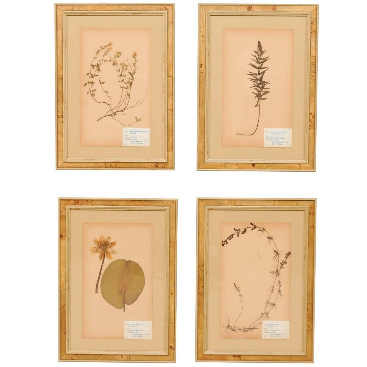 Set of Four Swedish Framed Herbariums or Botanicals, Handwritten Swedish Labels