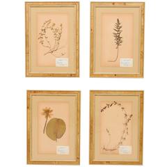 Vintage Set of Four Swedish Framed Herbariums or Botanicals, Handwritten Swedish Labels
