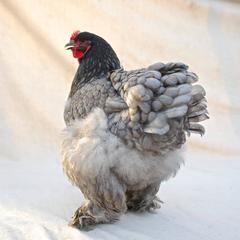 'Isabella Rossellini's Heritage Chickens Photographed by Patrice Casanova Ny