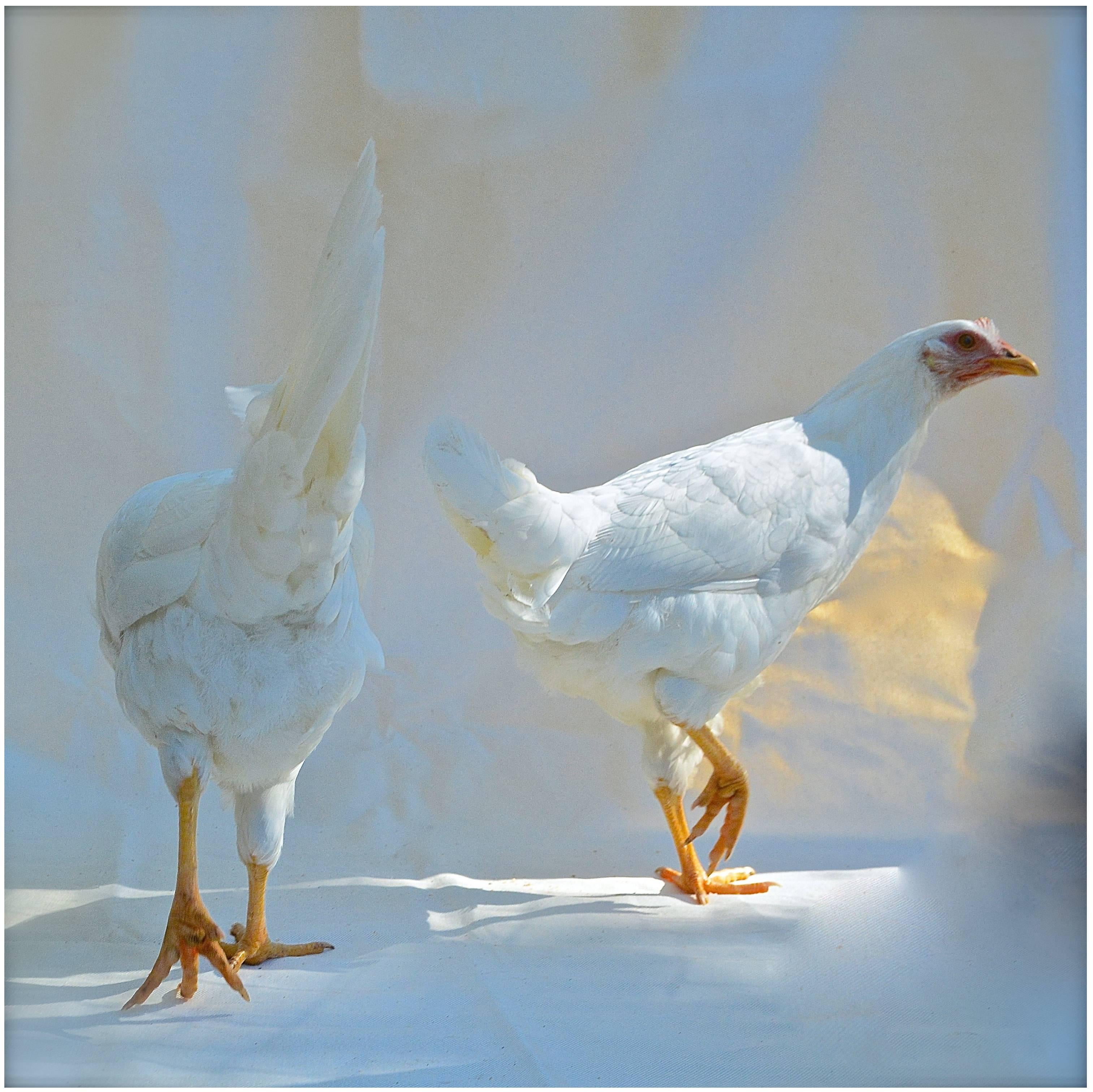 'Isabella Rossellini's  Heritage Chickens "Photographed by Patrice Casanova NY