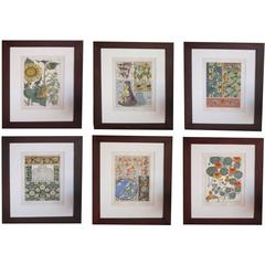Set of Three French Art Nouveau Chromolithographs of Nasturtiums & Sunflowers 7