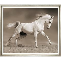 Large Sepia Horse Photo