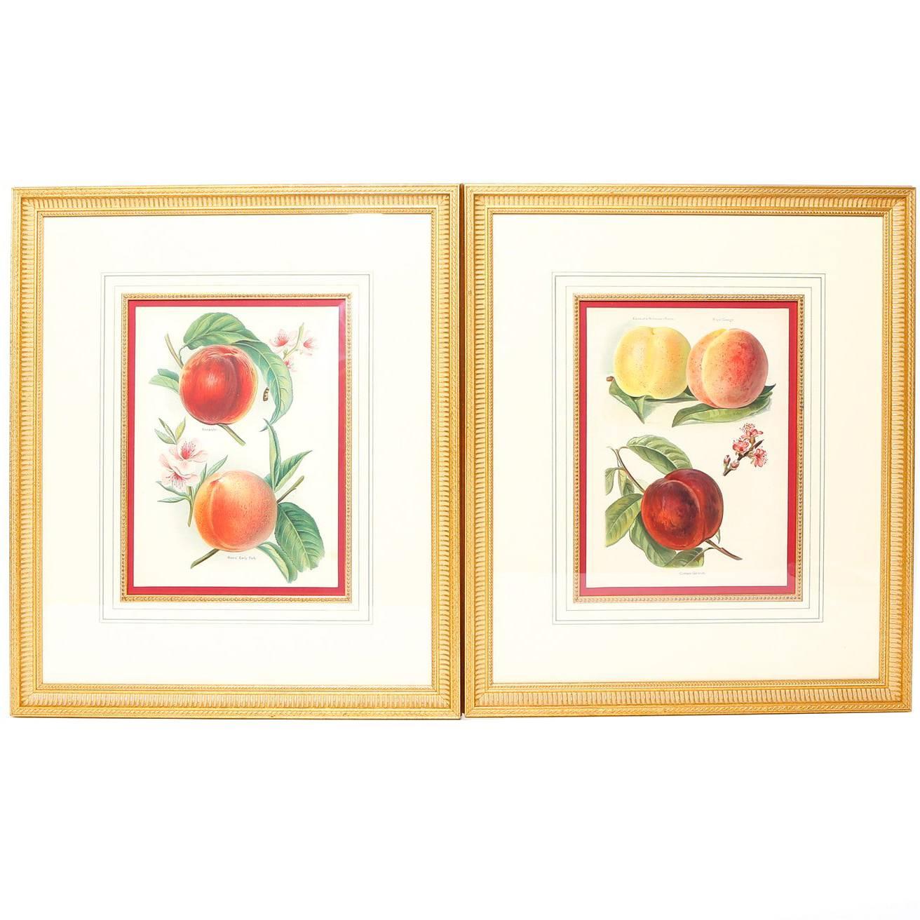 Pair of 19th Century Belgian Botanical Lithographs For Sale