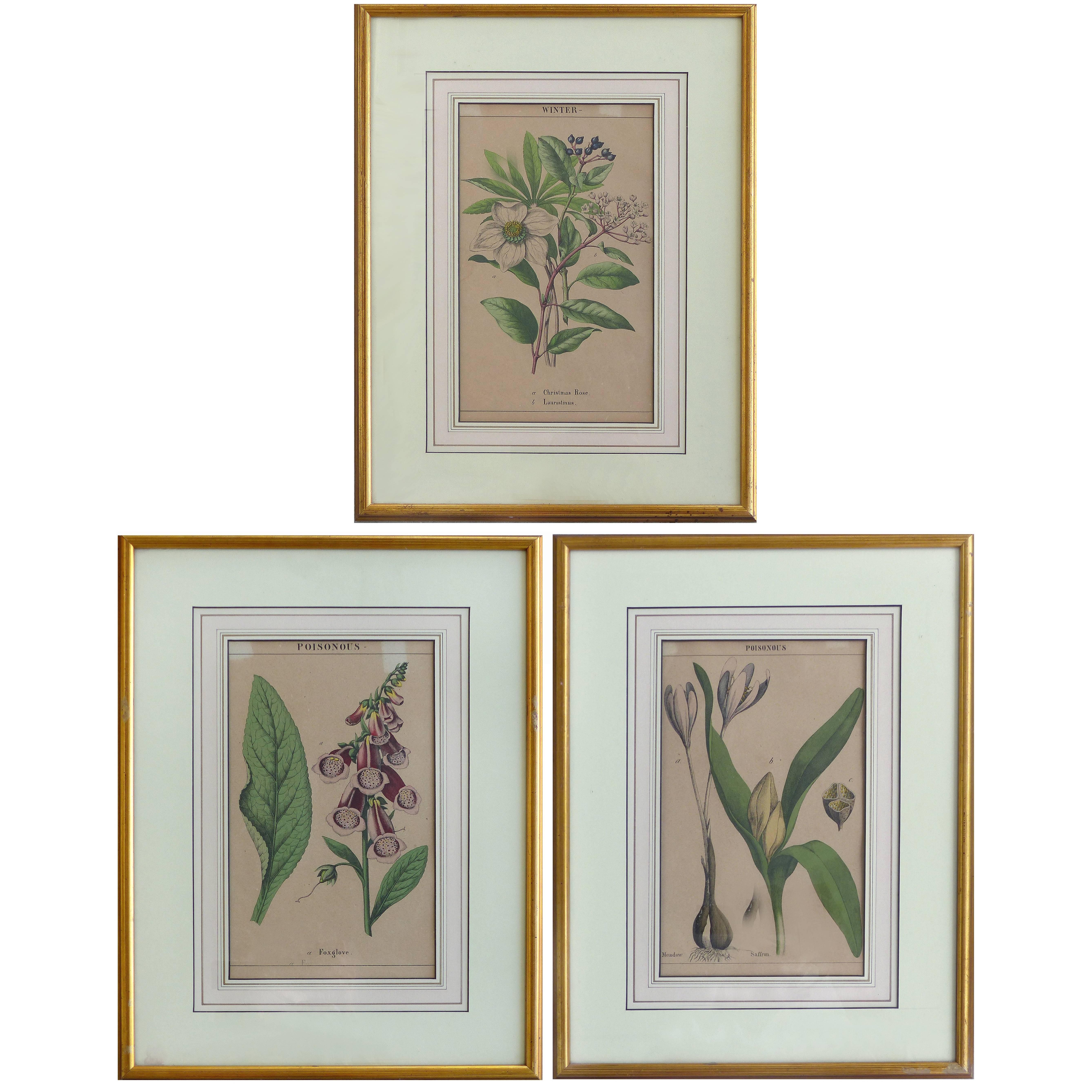 Antique English Botanical Engravings Set of Three
