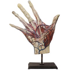 Huge Anatomical Model of a Hand