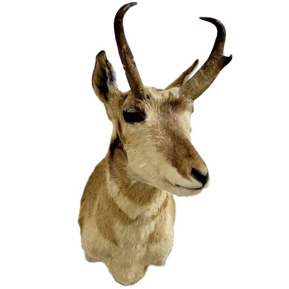 Horned Antelope Taxidermy