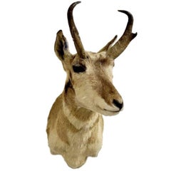 Horned Antelope Taxidermy