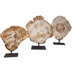 Petrified Wood Cuttings on Stand