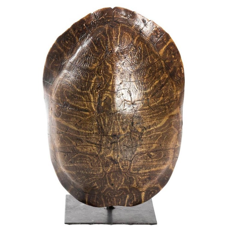 Large Turtle Shell at 1stDibs