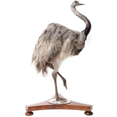 Taxidermy Mount of a Greater Rhea on an Antique Wooden Basement