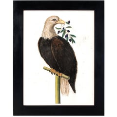 Eagle with an Olive Branch Pastel on Paper