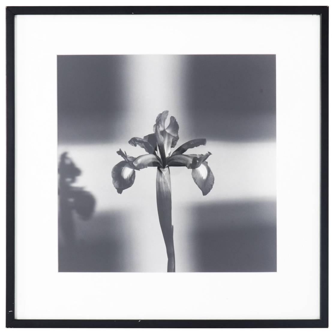 "Iris" Black and White Photograph by Ward Boult For Sale