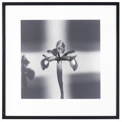 "Iris" Black and White Photograph by Ward Boult