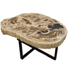 Extra Large Thick Slice Petrified Wood Coffee Table, Indonesia, Contemporary