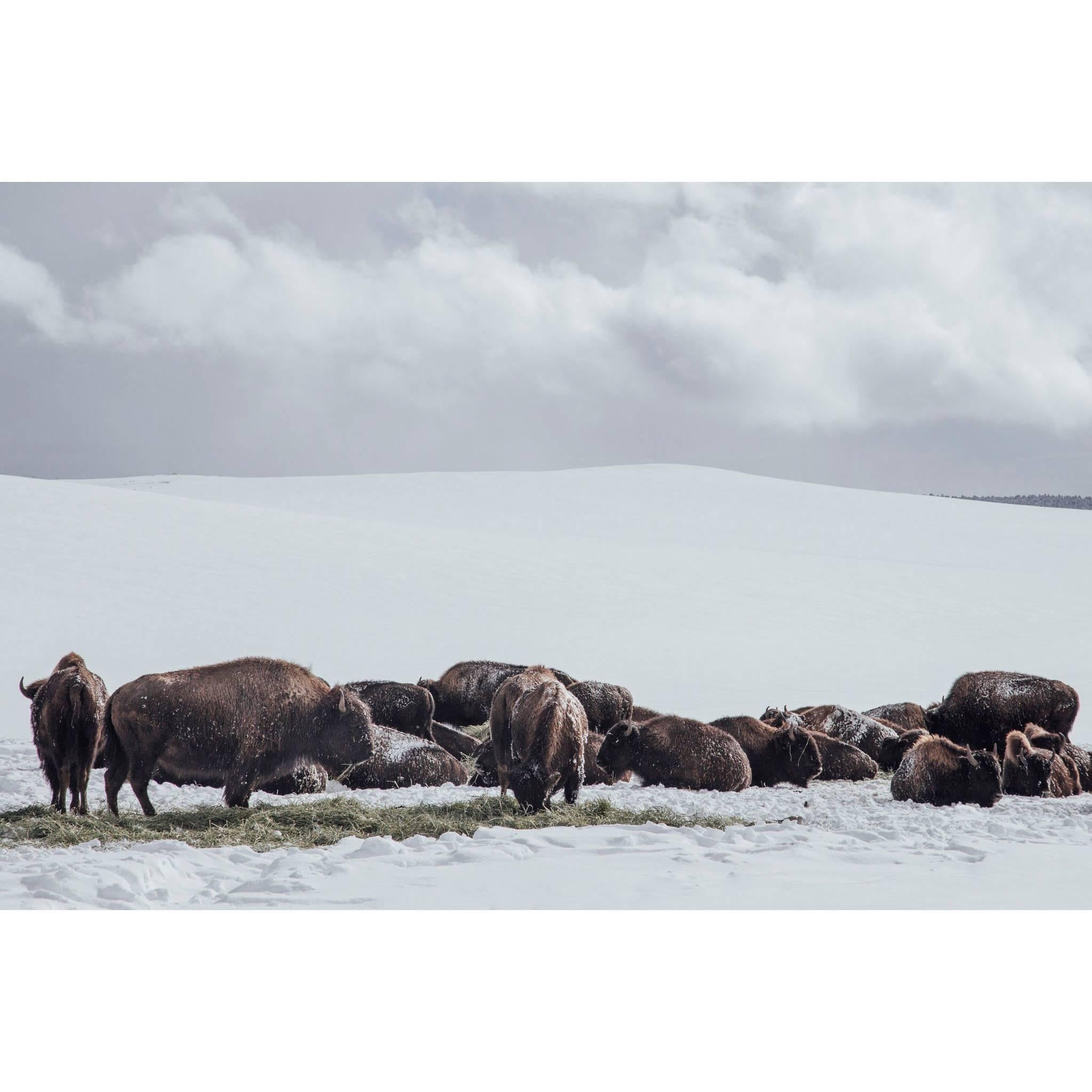 Original Photography "Buffalo" by Maxime Bastide French Photographer For Sale