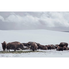 Original Photography "Buffalo" by Maxime Bastide French Photographer