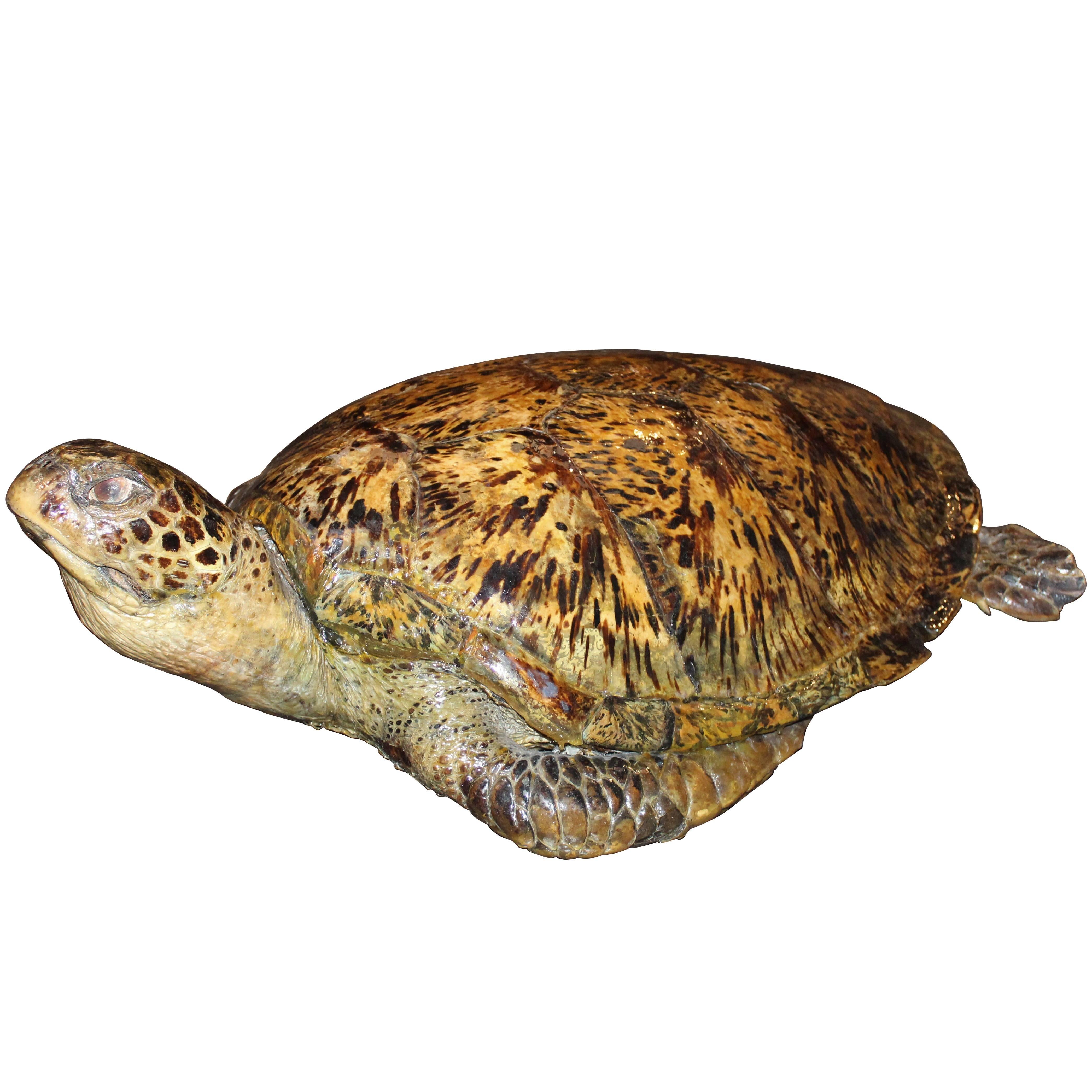 Very Large and Old Sea Turtle Taxidermy  For Sale