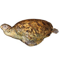 Antique Very Large and Old Sea Turtle Taxidermy 