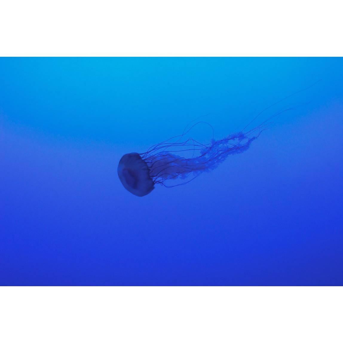 La Meduse / Photographies