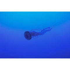 Meduse/Fotografie