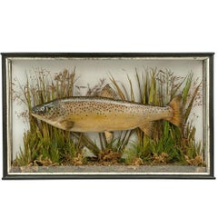 Taxidermy, Cased Trout