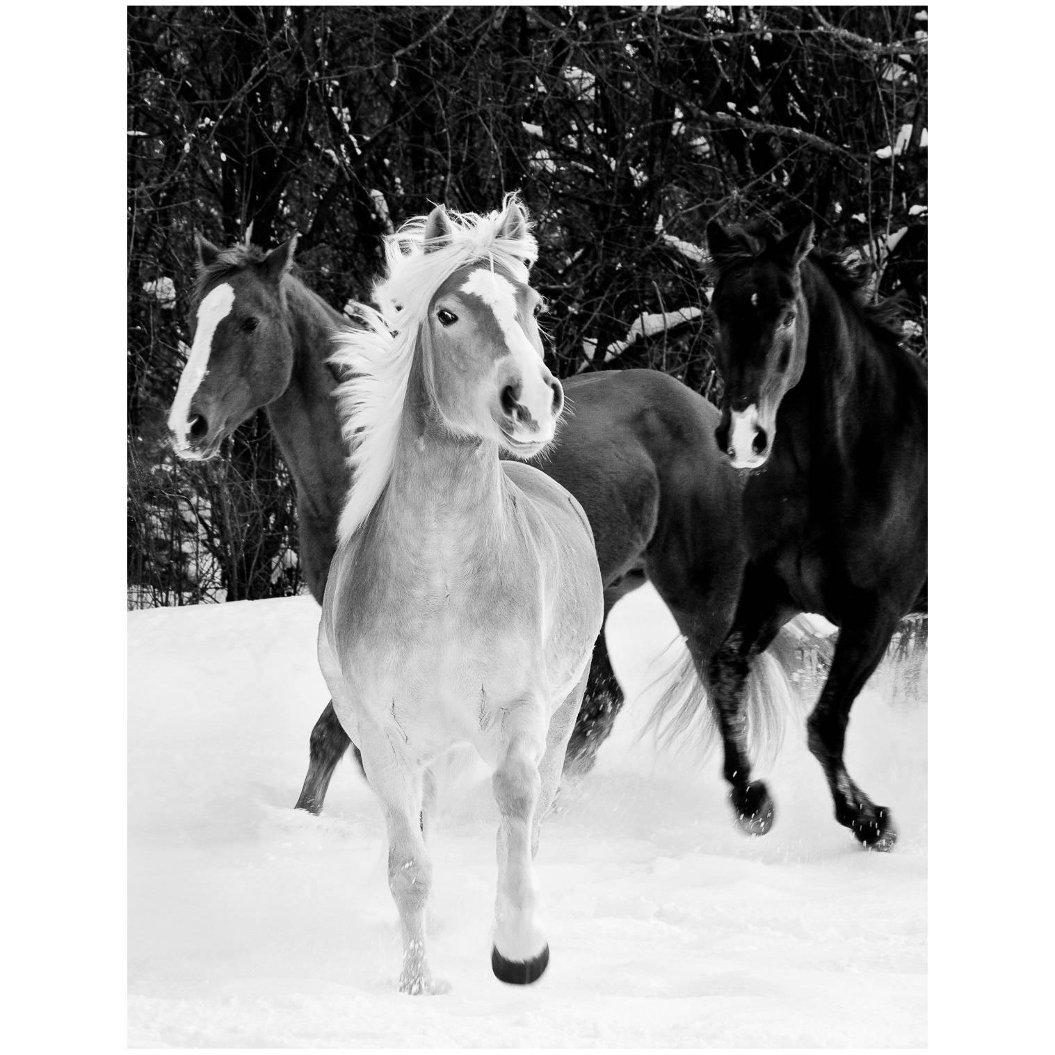 21st Century Giclee Print Photograph "Three Horses in Snow", Janet Mesic Mackie