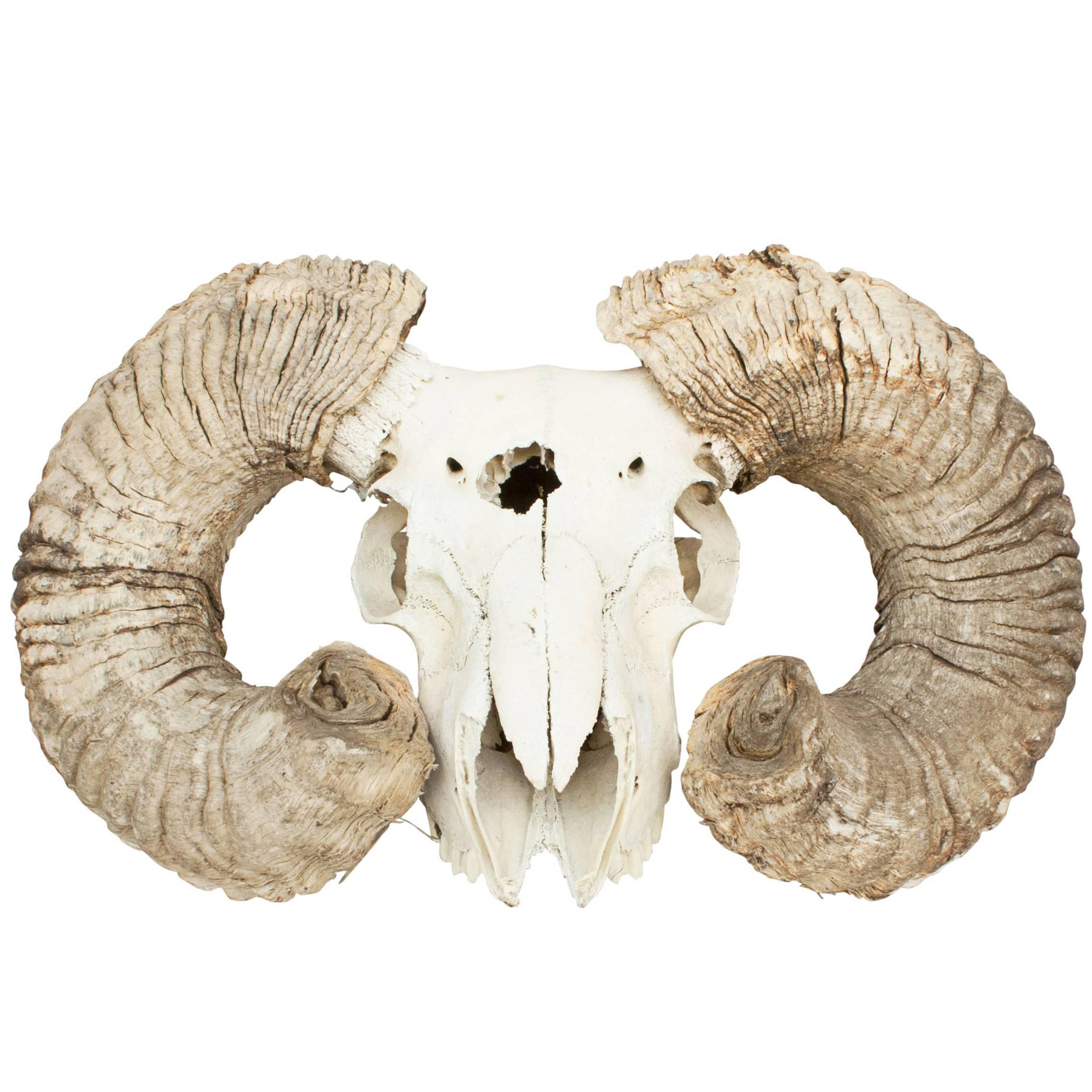 Ram's Head Scull and Horns