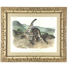 Antique Framed 1st Ed. "Texan Lynx, " Hand-Colored Lithograph by John James Audubon, 1846