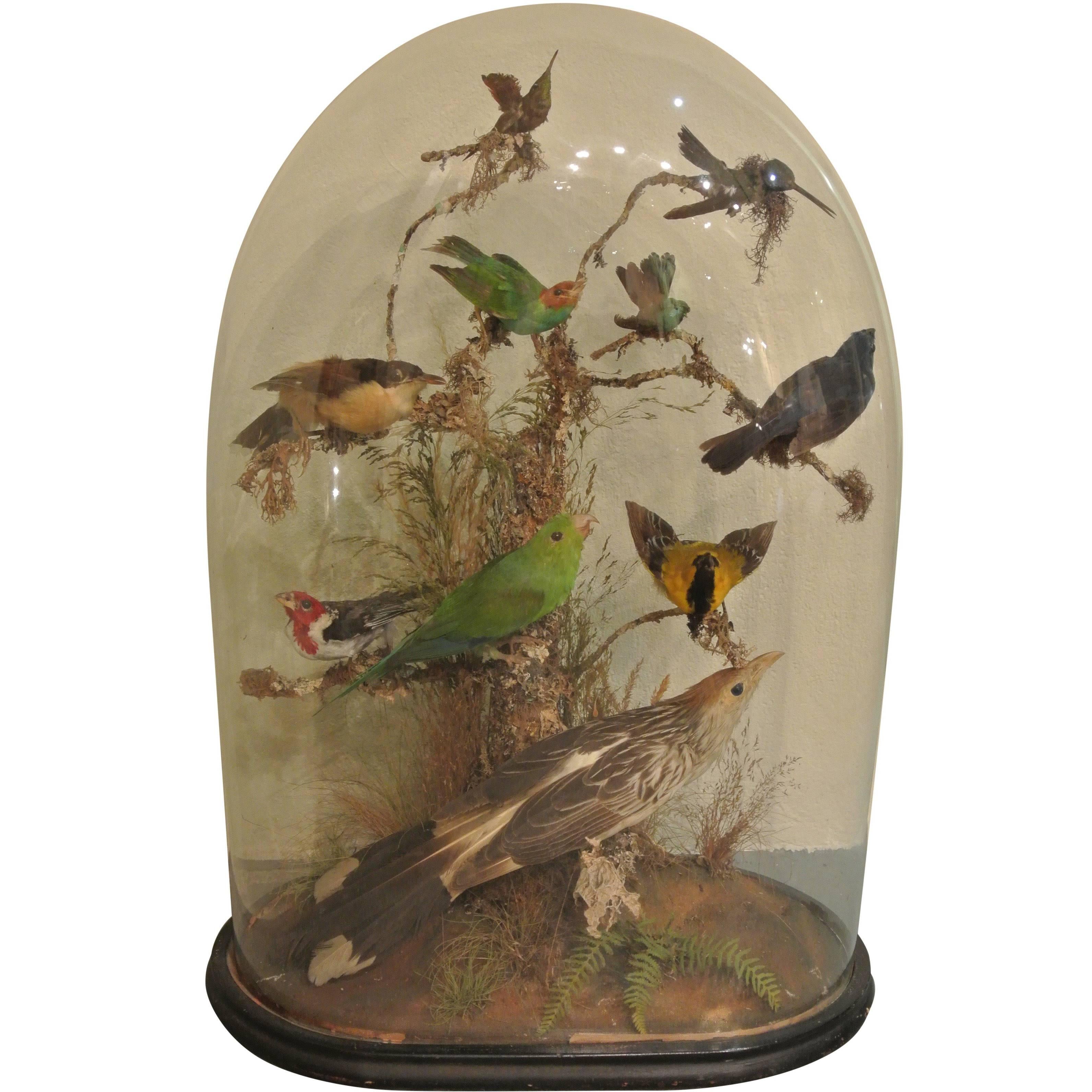 19th Century Collection of Tropical Birds