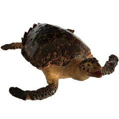 Taxidermy Loggerhead Sea Turtle 'Caretta Caretta', Pre 1947, Cites