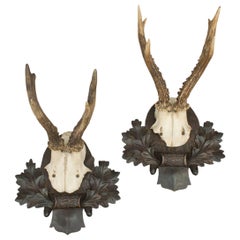 Roebuck Antlers on Black Forrest Carved Shields