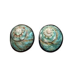 Monies Turquoise Shell Clip Earrings