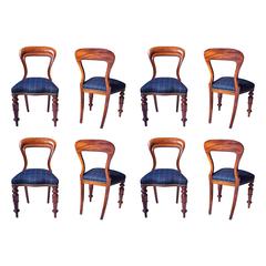 Antique William IV Set of 8 'Balloon' Chairs in Cuban Mahogany and Blue Plaid Wool 1830s