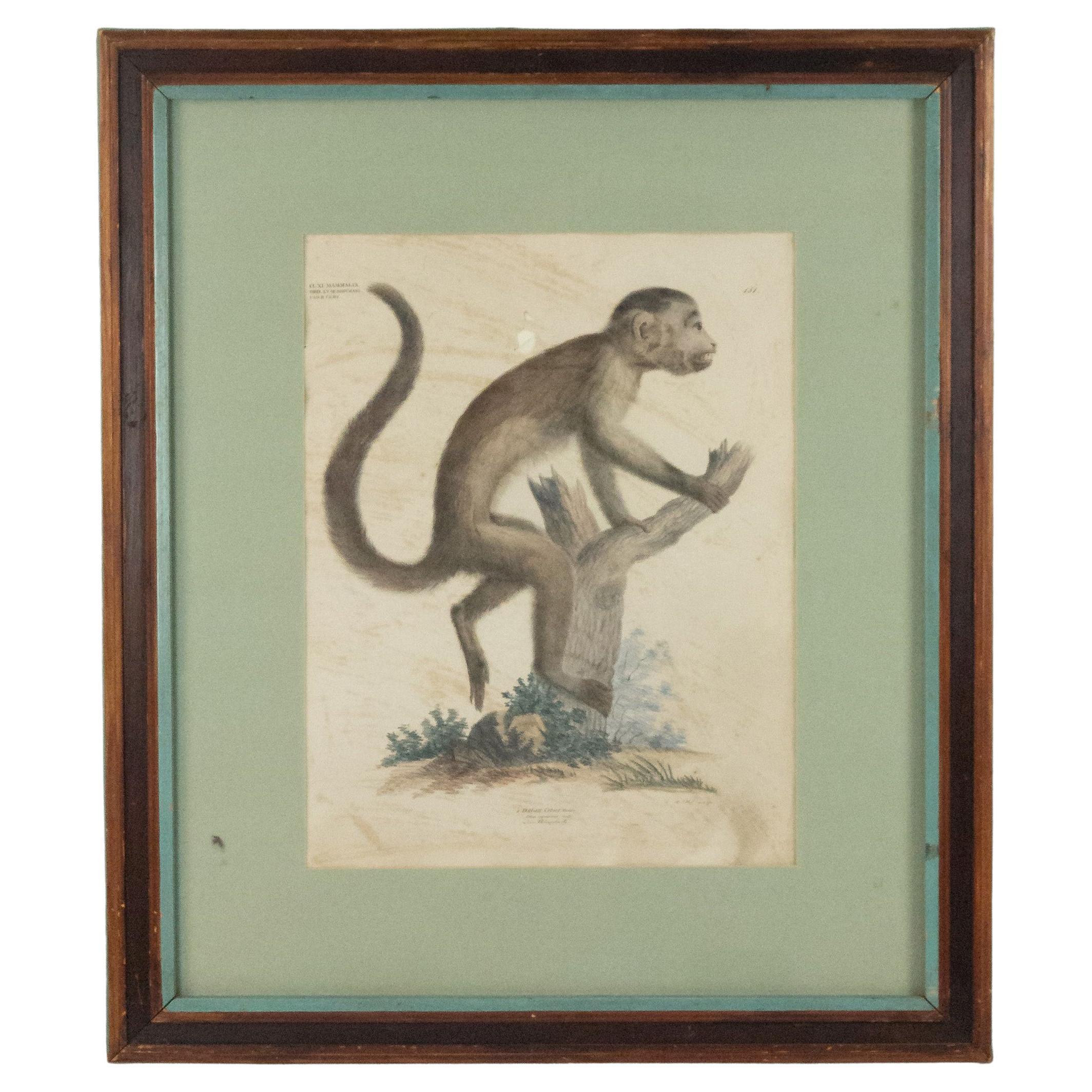 French Victorian Monkey Engraving Print For Sale