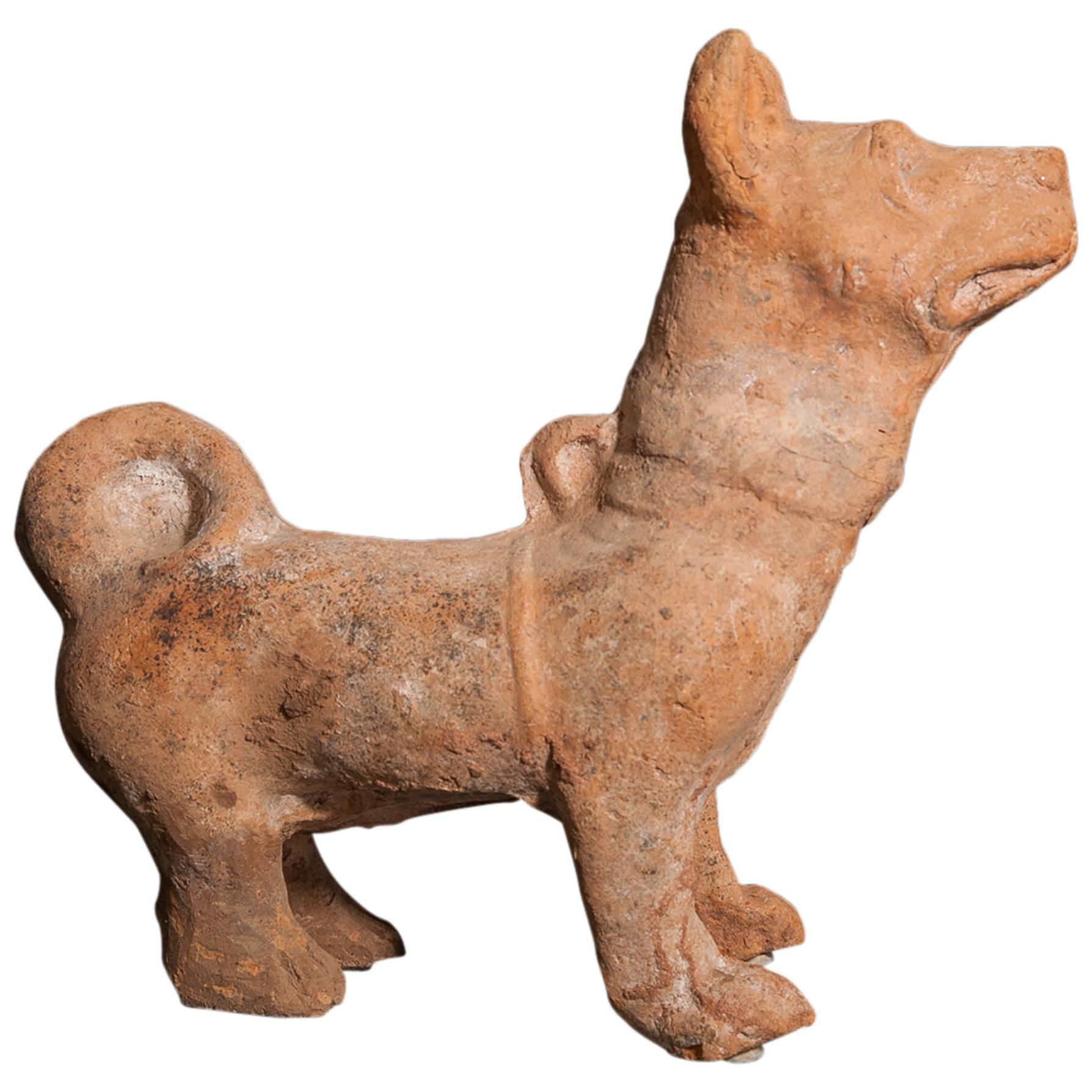 Chinese Han Dynasty Terracotta Fighting Dog For Sale