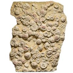 Large Mounted Miocene Era Sea Urchin Fossil from Lacoste, France 6