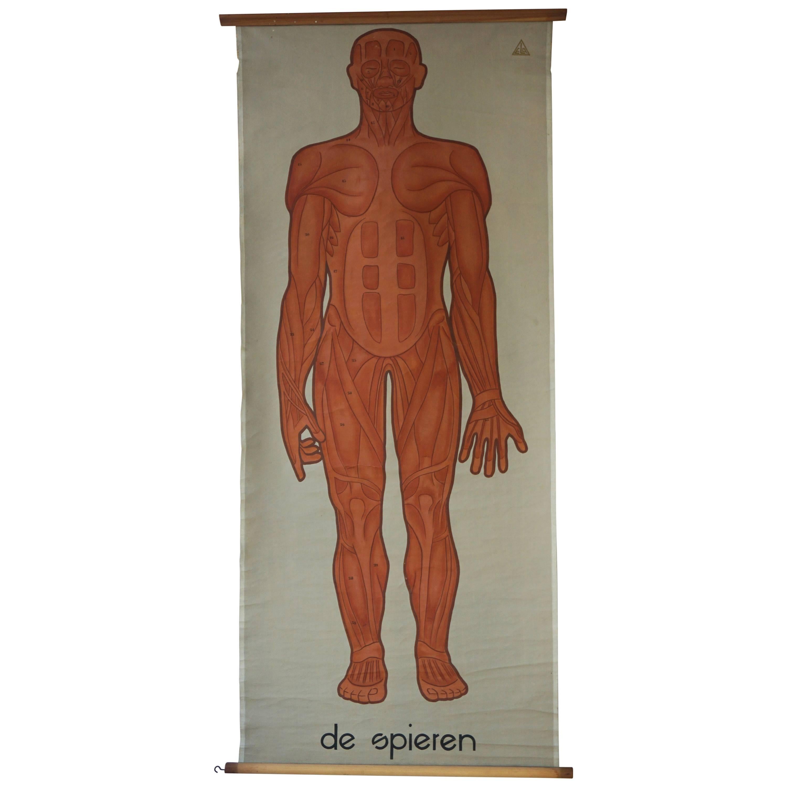 Vintage Anatomical Chart Muscular Structure of Man For Sale