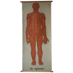Vintage Anatomical Chart Muscular Structure of Man