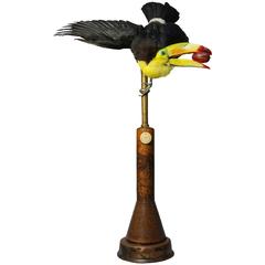 Fine Taxidermy Keel-Billed Toucan by Sinke & Van Tongeren