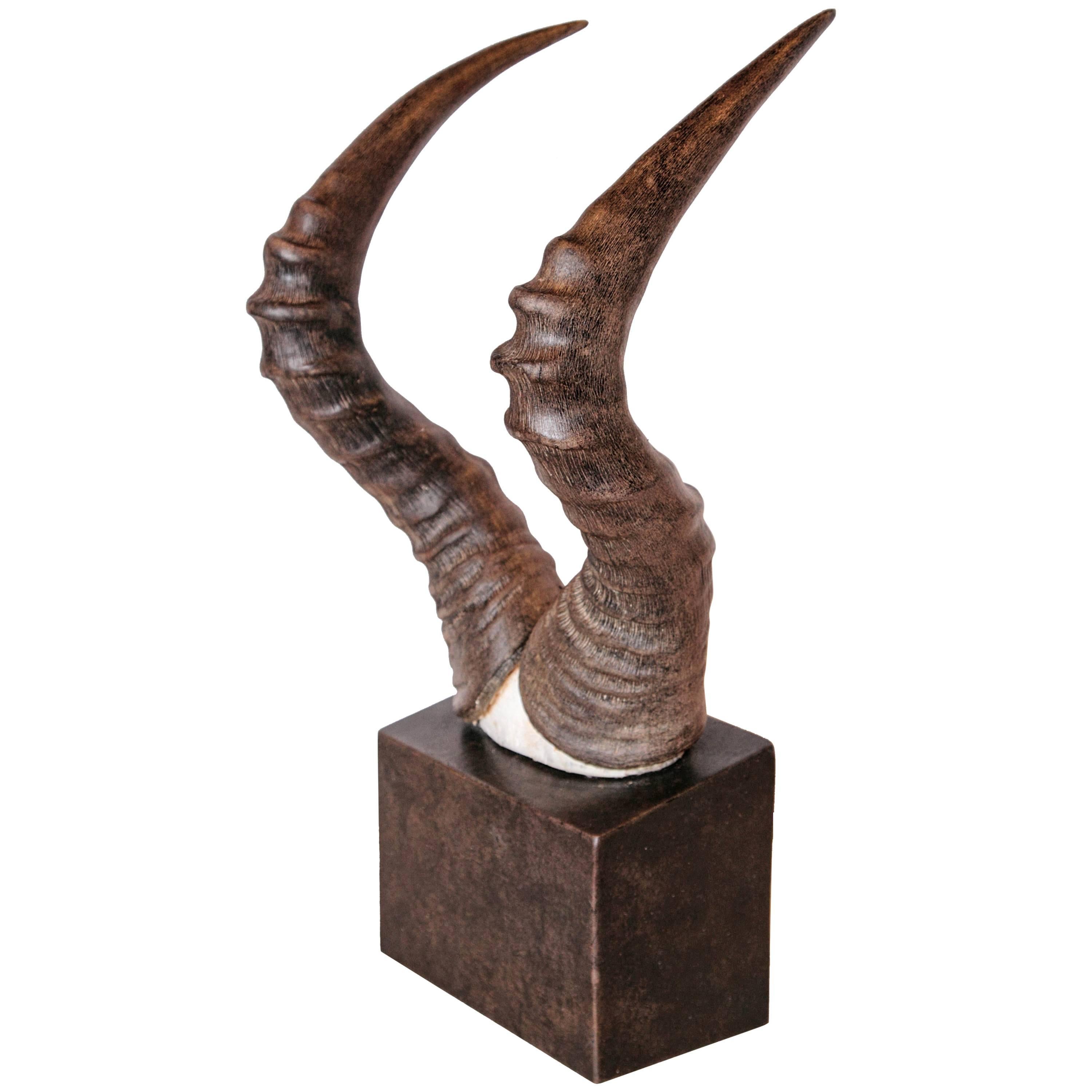 African Red Hartebeest Horns 