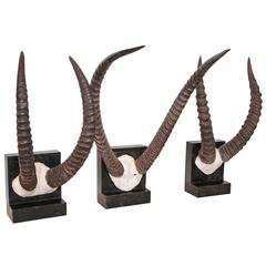 Vintage African Sable Antelope Horns