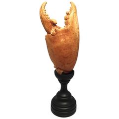 Mounted Maine Lobster Claw