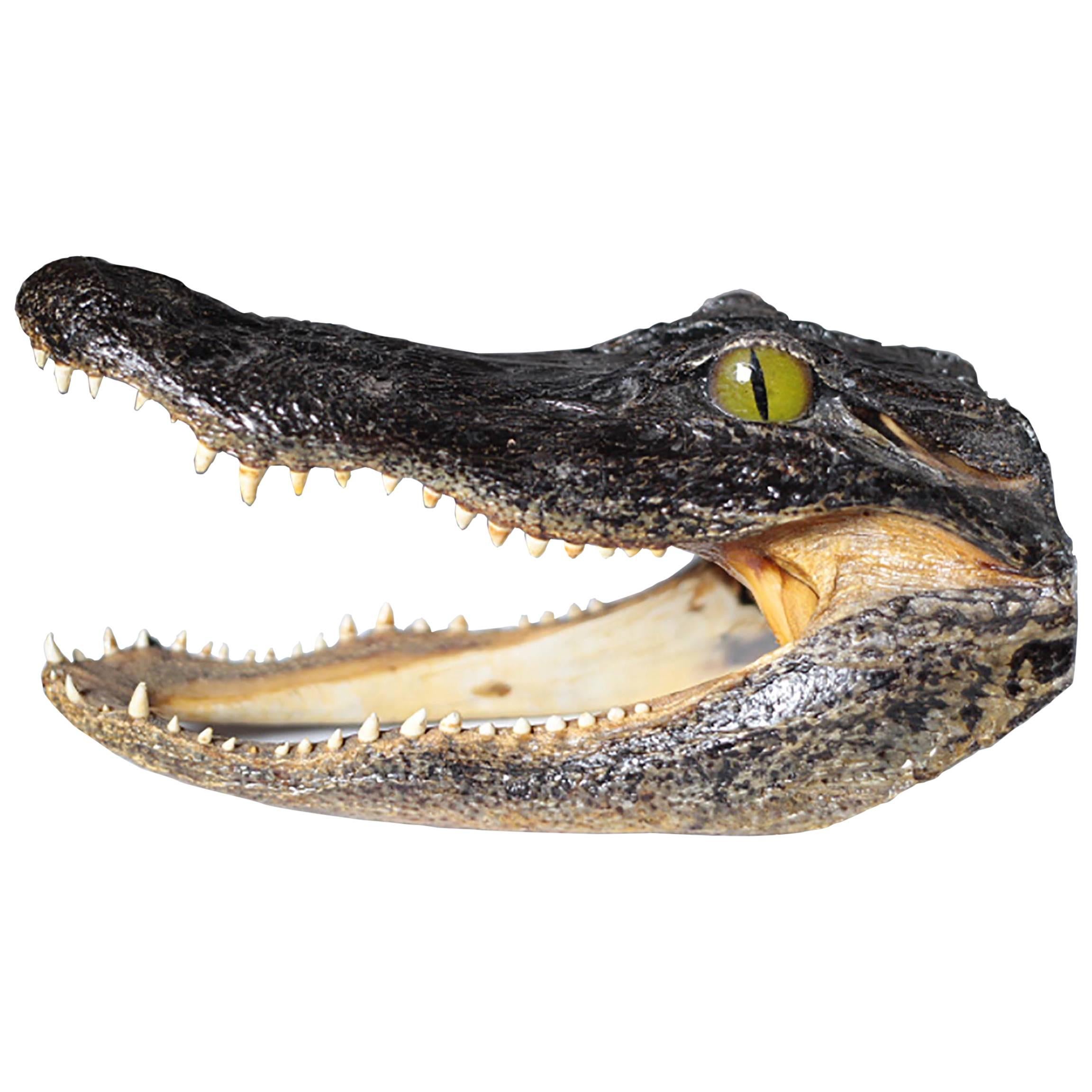 Large Taxidermy Aligator Head