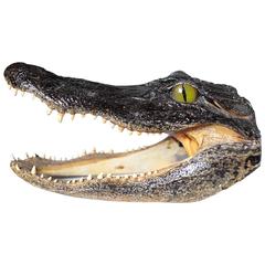 Large Taxidermy Aligator Head