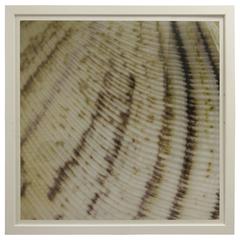 Sepia Shell by Ben Wood