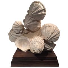 Large Mounted Pre-Historic Pecten Fossil Specimen from the Carboniferous Period 6