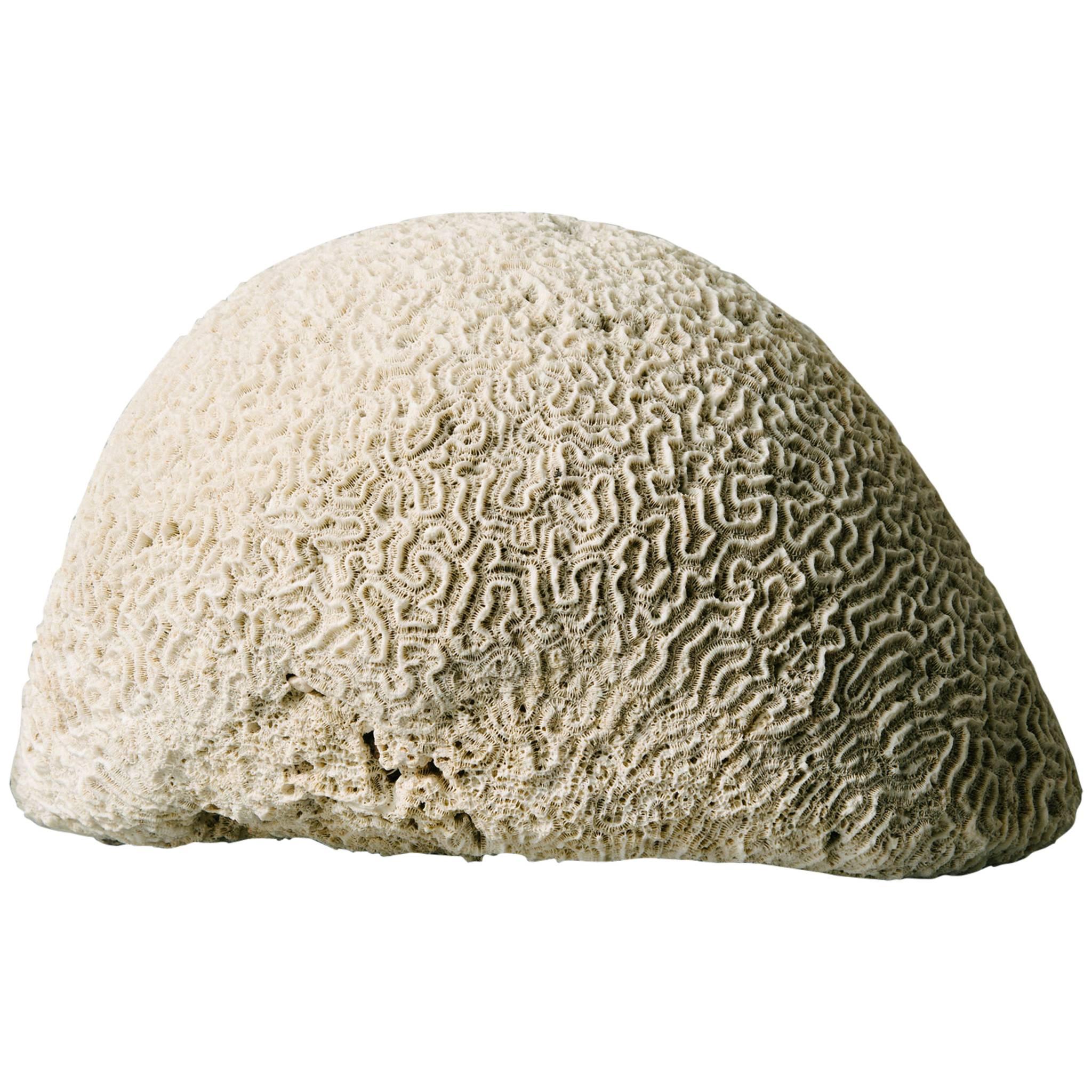 Giant Brain Coral Specimen