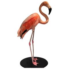 Chilean Taxidermy Pink Flamingo Specimen