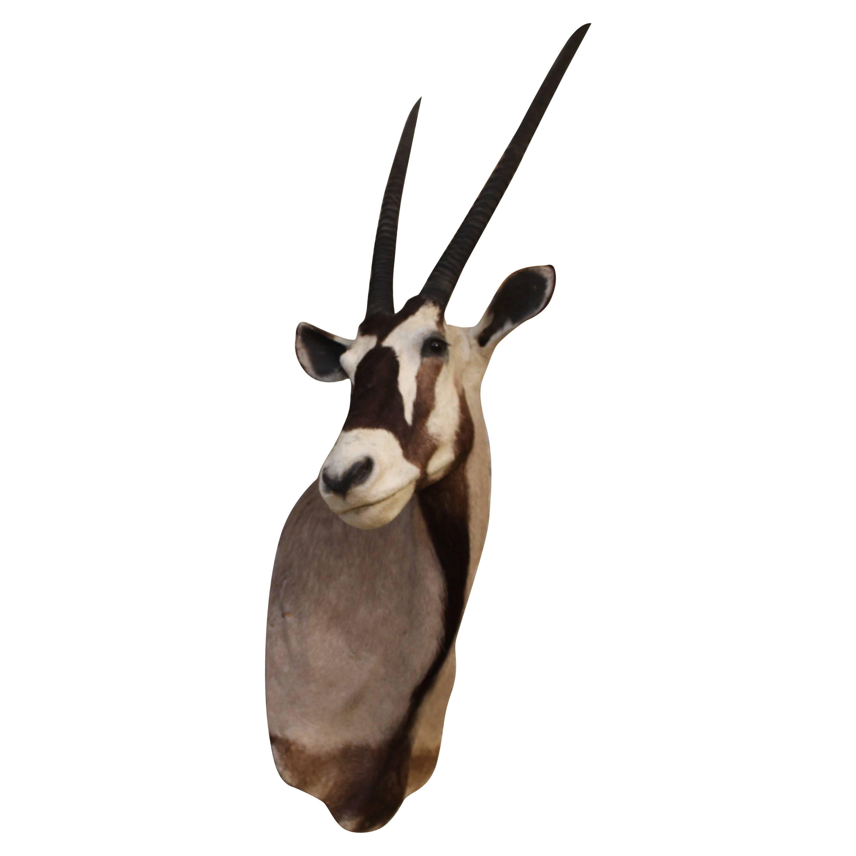 Gemsbok Oryx Taxidermy For Sale