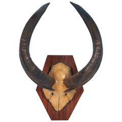 Exotic African Horns, circa 1950 5